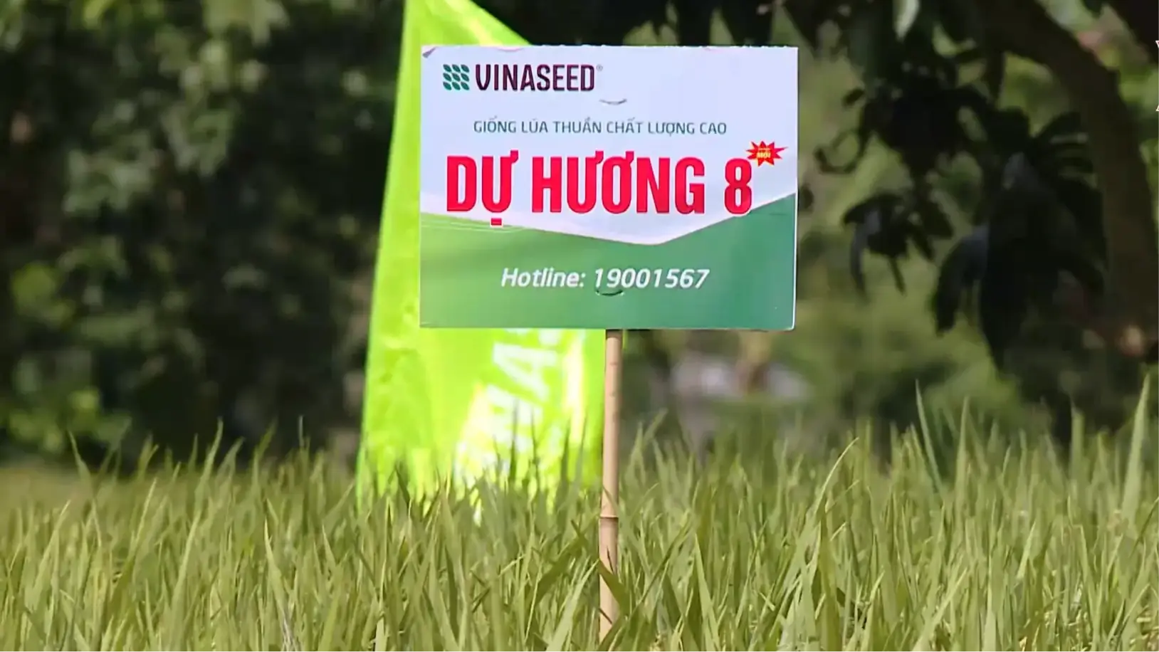 Ứng dụng giống Dự Hương 8 cho sản xuất lúa bền vững | Chuyển đổi xanh | 23/11/2025